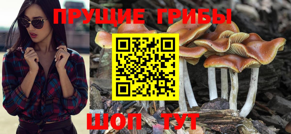 Псилоцибиновые грибы Psilocybe Саранск